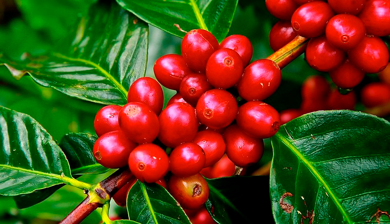 Produção de café confira as principais doenças e pragas